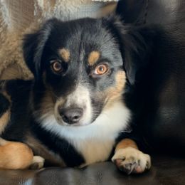 Australian Shepherds and Miniature Australian Shepherds from KMooreAussies