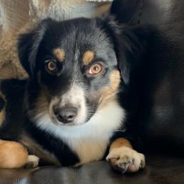 Australian Shepherds and Miniature Australian Shepherds from KMooreAussies