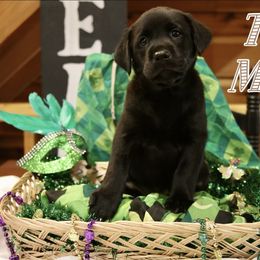 German Shepherd and Labrador Retriever Puppies from Point to Point West