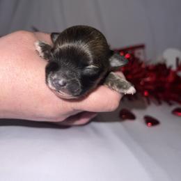 Chihuahua Puppies from Dog Bones N Harmony