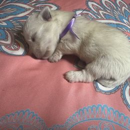 Poodle and West Highland White Terrier Puppies from JJs Puppies of the Carolinas