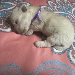 Poodle and West Highland White Terrier Puppies from JJs Puppies of the Carolinas