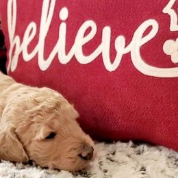 Goldendoodles from Nonny's Doodles