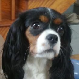 Cavalier King Charles Spaniel Puppies from Place's Cavaliers