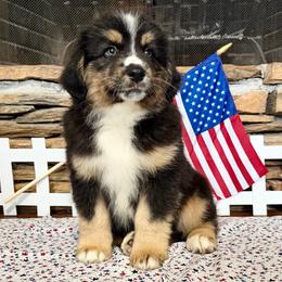 Leo - Black tri-color male Australian Shepherd puppy in Red Springs, North Carolina from Julia Rose Ranch