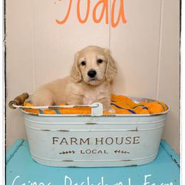 Yoda - Cream male Dachshund puppy in Cincinnati, Ohio from Caines Dachshund Farm
