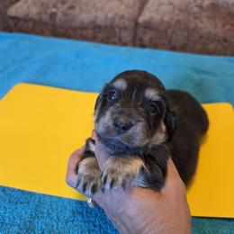 Mustard - Black and Cream Brindle - Black and cream male Dachshund puppy in Pueblo, Colorado from HotDachs