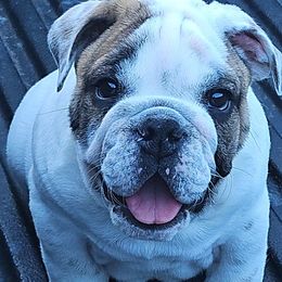 Lemmy - White male Bulldog puppy in Grand Island, New York from Buckletucky Farm