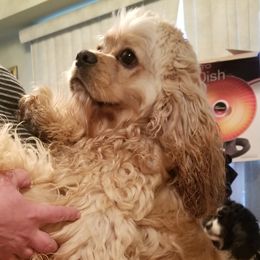 Toto - Cocker Spaniel