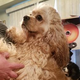 Toto - Cocker Spaniel