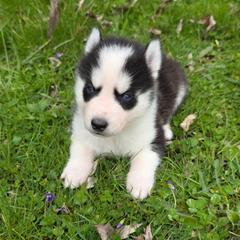 Ares - Black and white male Siberian Husky puppy in Brunswick, Ohio from Blue Star Siberians