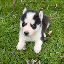 Ares - Black and white male Siberian Husky puppy in Brunswick, Ohio from Blue Star Siberians