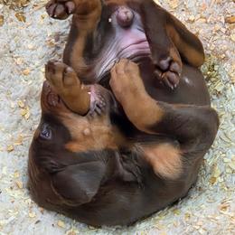 Black - Red and rust female Doberman Pinscher puppy in Medina, Tennessee from Valorosa Doberman Kennel