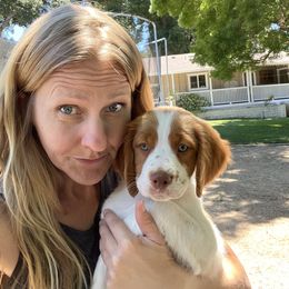 Brittany Puppies from Caliah Brittanys