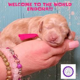 Endora - Golden female Cockapoo puppy in Reidsville, North Carolina from Something to Bark About Dog Training