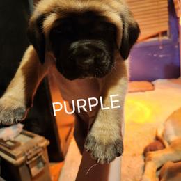 Girl 2 - Apricot female Mastiff puppy in Skoksonak, Arizona from Buck Lane Mastiffs