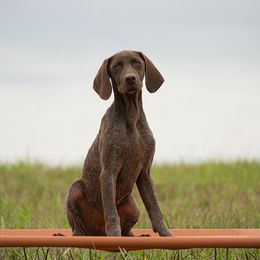 German Shorthaired Pointer, Vizsla, and Weimaraner Puppies from Nosam kennels