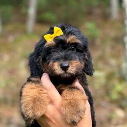 Cookie - Phantom female Goldendoodle puppy in Ranger, Georgia from Muscadine Meadows Poodles and Doodles
