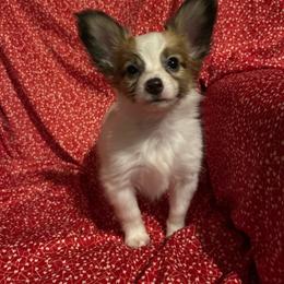 Obi - White and sable male Papillon puppy in Salina, Utah from Desert Mountain Papillons