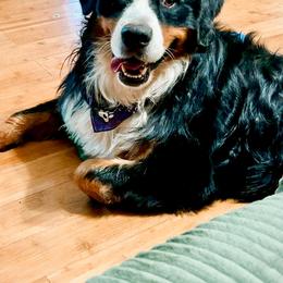 Bernese Mountain Dog puppies from OlliePups, LLC