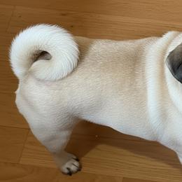 Pugs from Pug Perfection Puppies