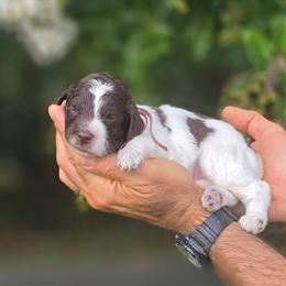 Pink Collar girl Journey - Parti female Labradoodle puppy in Granite Falls, North Carolina from Carolina Goldendoodles