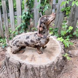 Countess - Dachshund