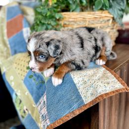 Janome - Blue merle male Assorted Doodle Crosses puppy in Randolph, Utah from Dry Canyon Pups
