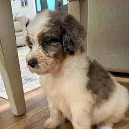 Pongo - male Australian Mountain Doodle puppy in Trion, Georgia from Big Daddy Doodles