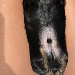 Dachshund and Miniature Australian Shepherd Puppies from Southern Charm Kennels