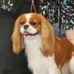 Luke - Cavalier King Charles Spaniel