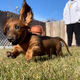 Cavalier King Charles Spaniel and Dachshund Puppies from Cavalier Companions CO.