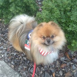 Ward - Pomeranian