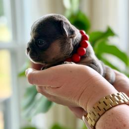 Red boy - Blue male French Bulldog puppy in Jefferson City, Missouri from Central Frenchie Haven