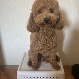 Poodle All Grown Up from Pepper Potts Puppies