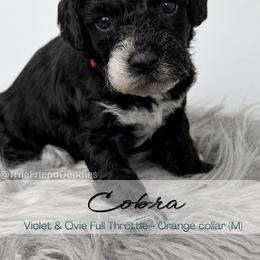 COBRA - Orange collar - Black male Goldendoodle puppy in Watertown, New York from True Friend Doodles