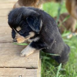 Miniature Australian Shepherd and Toy Australian Shepherd Puppies from Small World Aussies