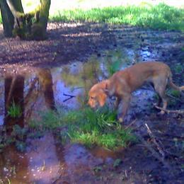 Golden Retriever Puppies from Davids Golden Retrievers