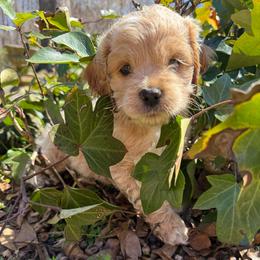 Olaf - Red roan male Cockapoo puppy in Williamston, South Carolina from Sassy Bob’s Dogs