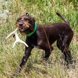 Rue - Pudelpointer