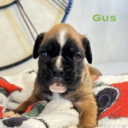 Gus - Fawn male Boxer puppy in Cicero, New York from MK Boxer Haven of CNY