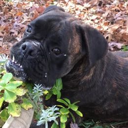 Boxers from Vom Waterfalls