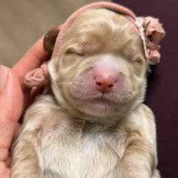 Goldie - Gold female Australian Labradoodle puppy in Citrus Heights, California from Elite Blend Labradoodles
