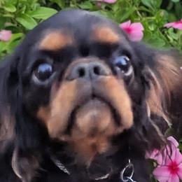 English Toy Spaniels from Arete English Toy Spaniels