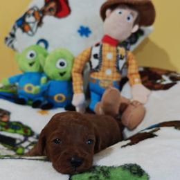 Atlas - Red male Cavapoo puppy in Dallas, Texas from Halo's Heroes Doodles
