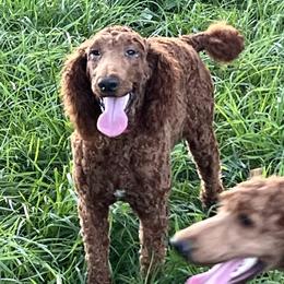 Red/Reggie - Red  Poodle puppy in Bolivar, Missouri from J and S Farms