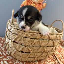 Girl 6 - female Pembroke Welsh Corgi puppy in Cumming, Georgia from Linda's Pembroke Welsh Corgis