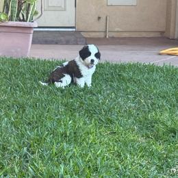 Purple collar - Brown and white female Saint Bernard puppy in Ramona, California from Buendias Ranch Saint Bernards & Bernese Mountain Dogs