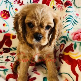 Cavalier King Charles Spaniel Puppies from Sasse Cavaliers