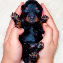 Posh Spice - Phantom female Goldendoodle puppy in Kissimmee, Florida from Poodle Doodle Kennels